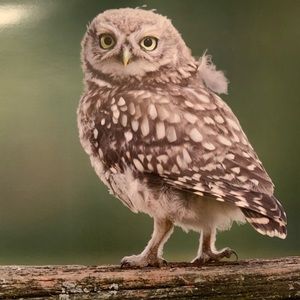 Meet your Posher, Lee